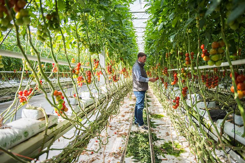 Tomatenernte im Gewächshaus