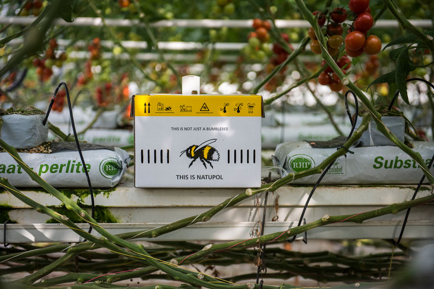 Hummel Tomaten