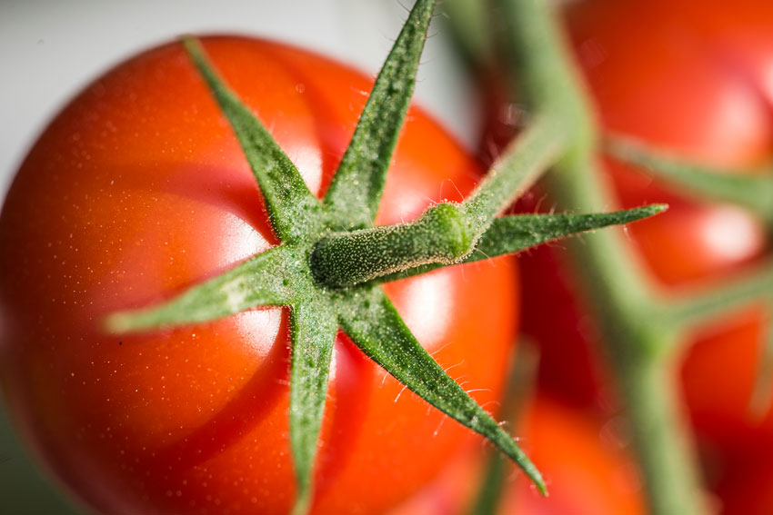 Tomate erntefrisch