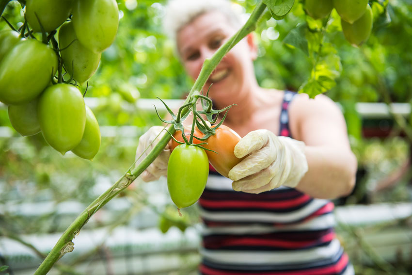 Tomaten ernte