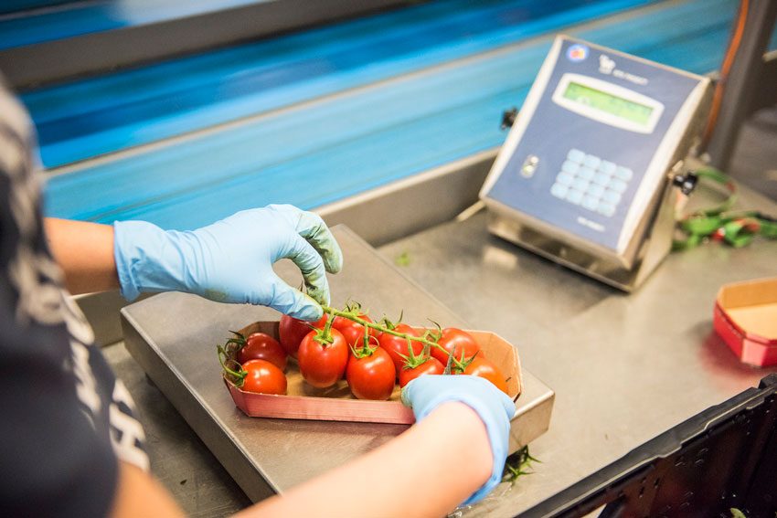 Tomaten Verpackung