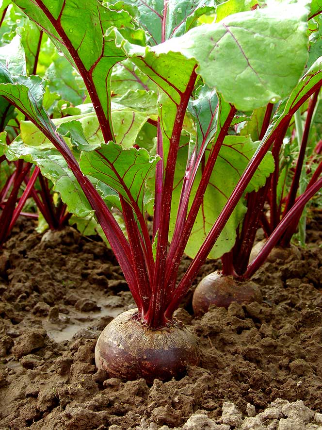 Rote Beete aufm Feld
