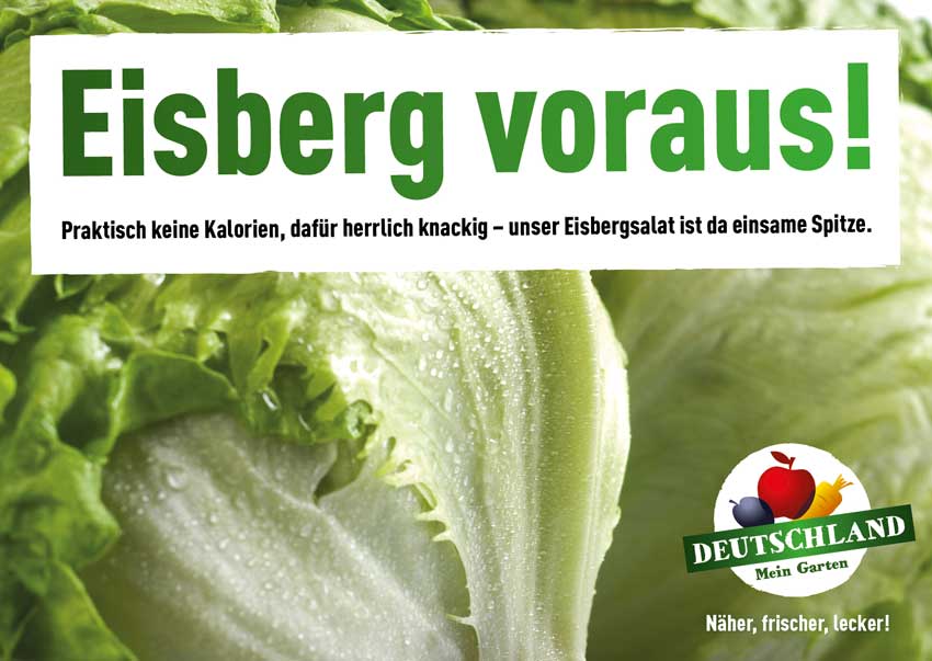 Frischer Eisbergsalat