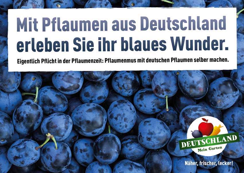 Frische Pflaumen