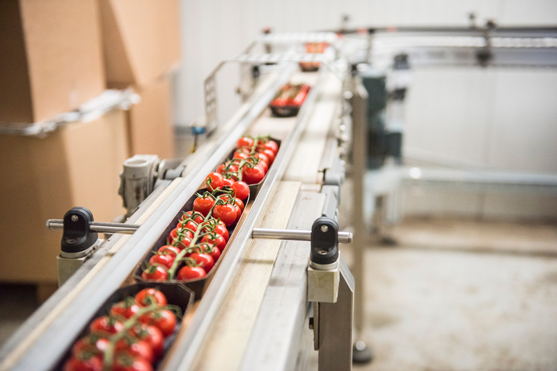 Tomaten Ernte Sortierung