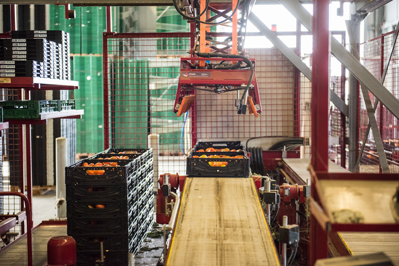 Tomaten Ernte Sortierung