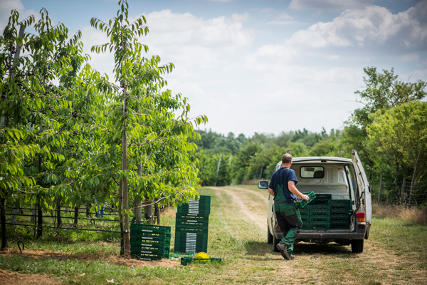 Abtransport der Kirschen
