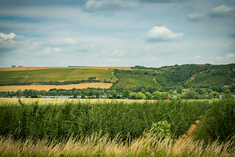 Anbaugebiet am Süßen See