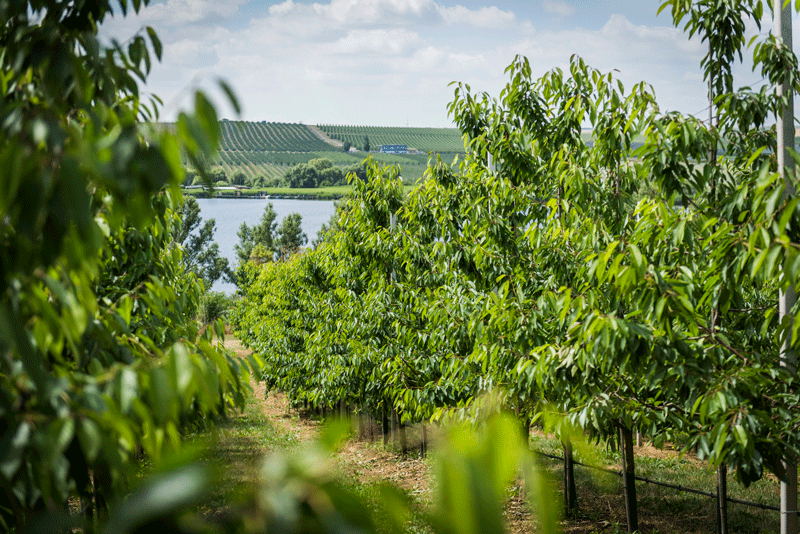 Erntetour Tag 1 Süßkirschen im Mansfelder Land