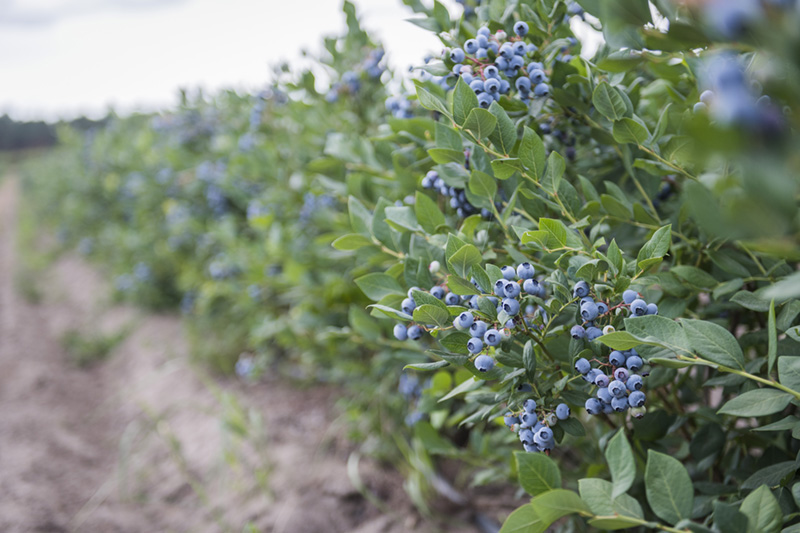 Blaubeeren am Strauch