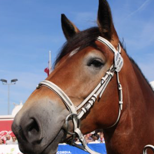 Ein Pferd auf der Mela 2018