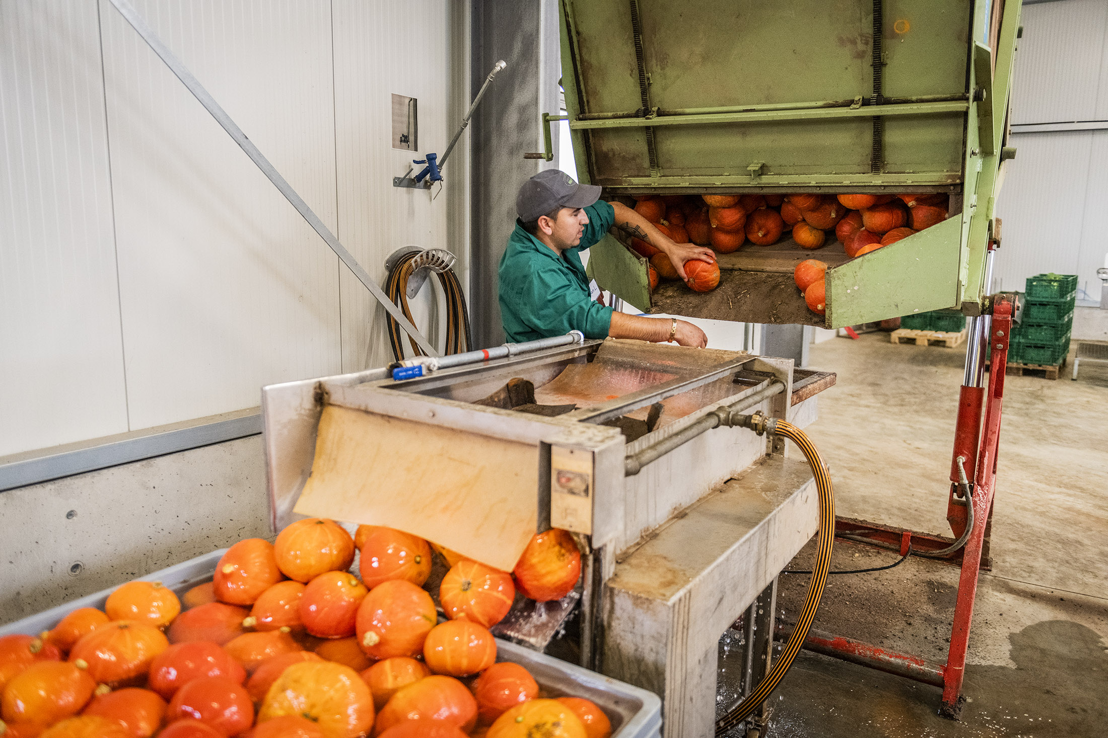 Geerntete Kürbisse werden gewaschen