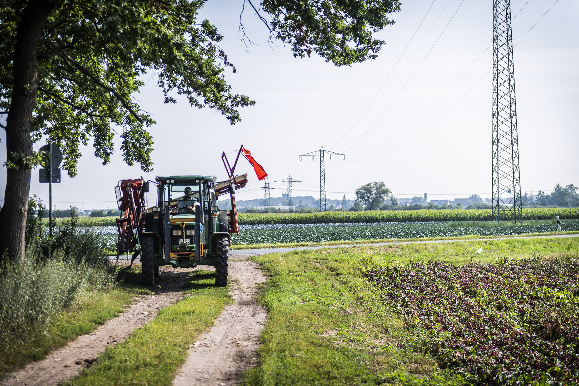 Trecker fährt auf das Rote Bete Feld