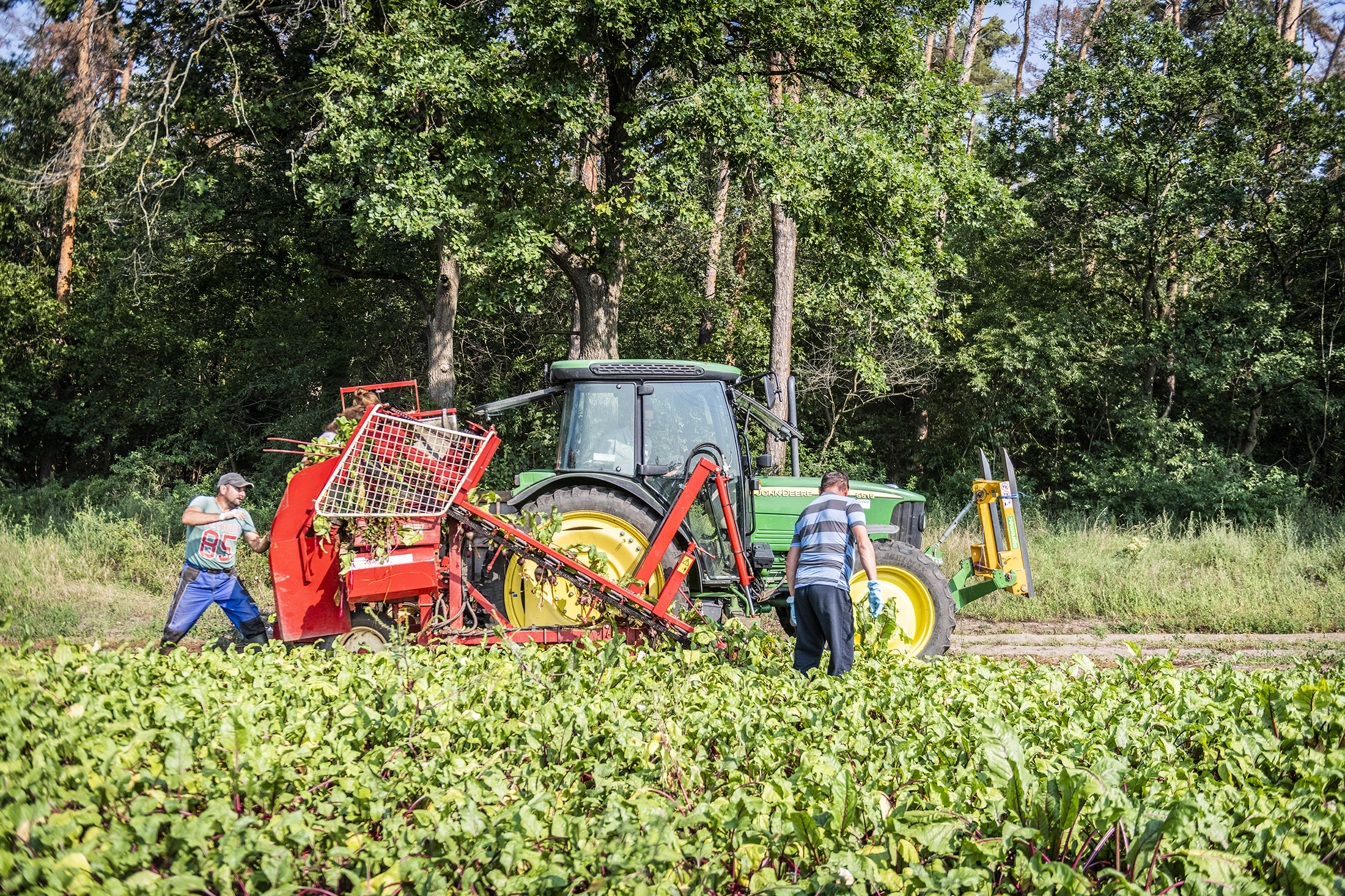 Trecker auf dem Rote Bete Feld